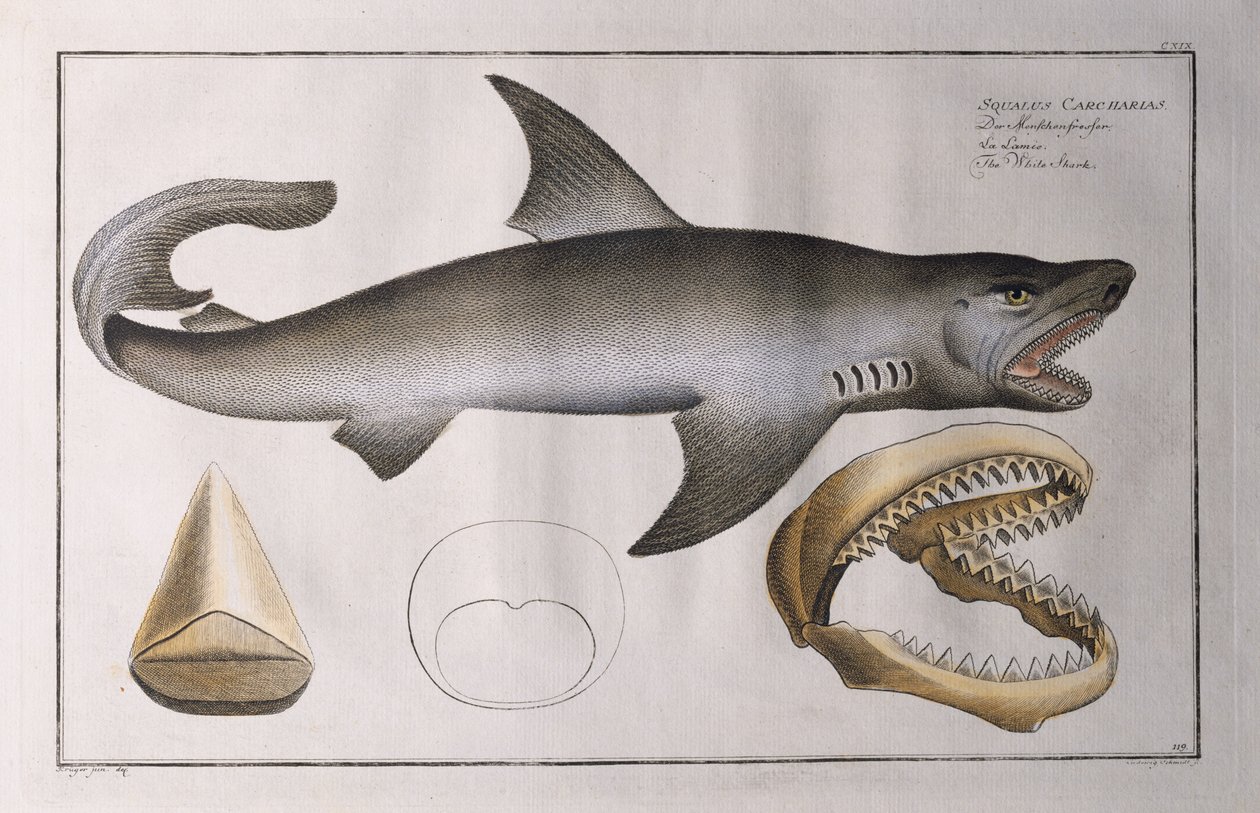 Žralok bílý: hospoda. od Blacka, kolem roku 1790 od Andreas Ludwig Kruger