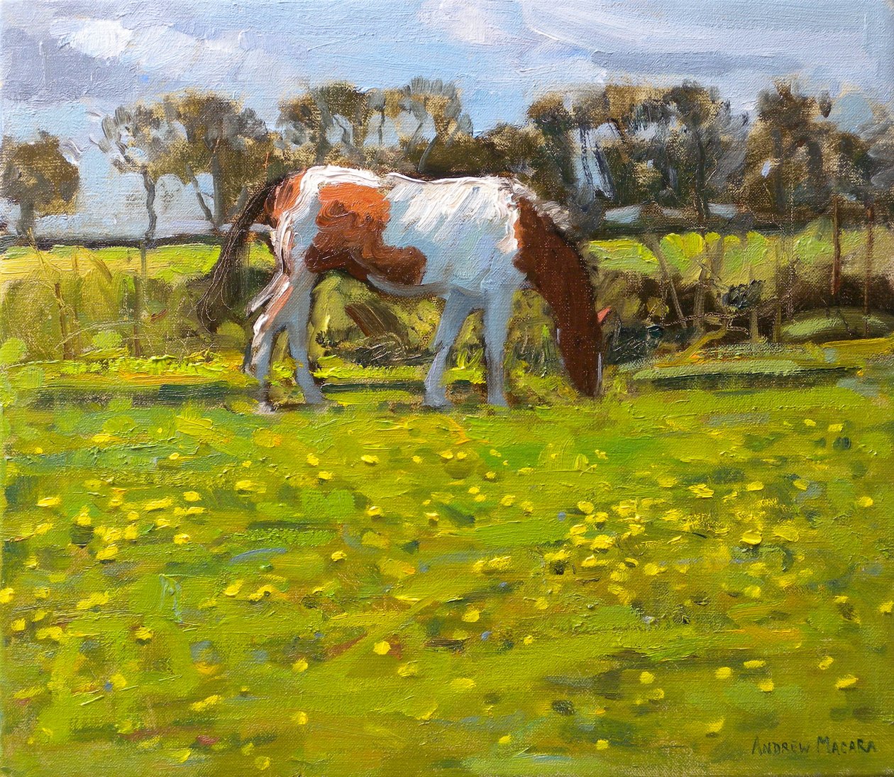 Piebald Horse, 2010 (olej na plátně) od Andrew Macara