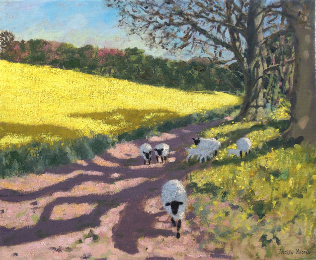 Ovce a žluté pole,2017, od Andrew Macara