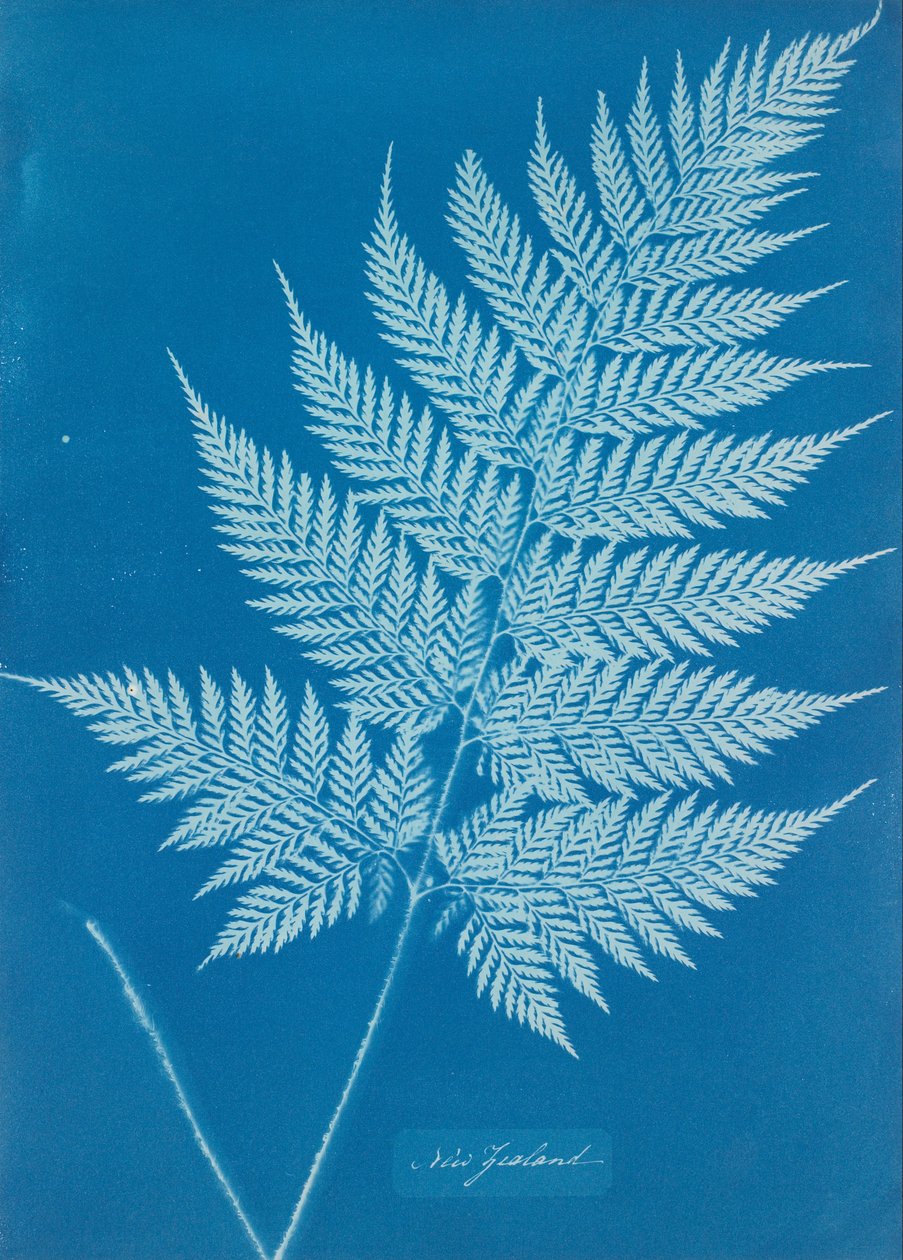Nový Zéland od Anna Atkins