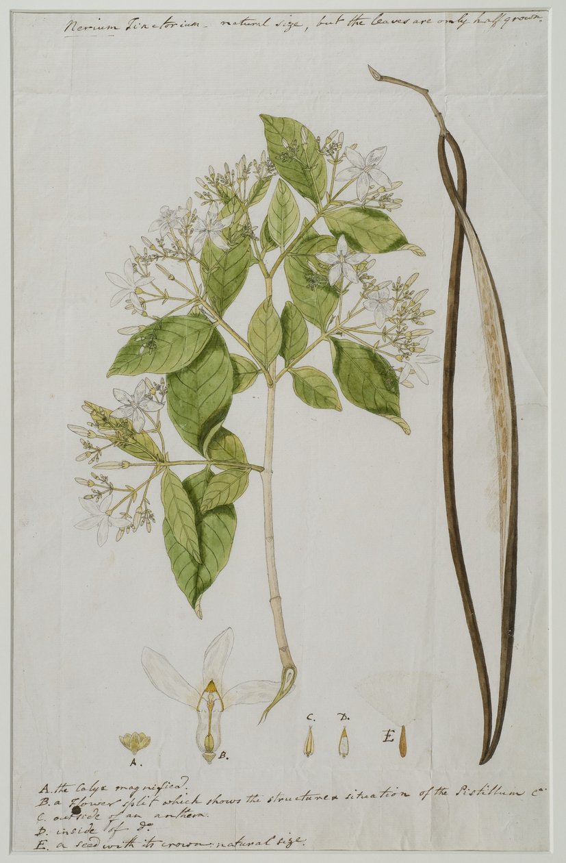 Wrightia tinctoria (Roxb.) R, 1785 (wc na papíře) od Anna Maria Jones