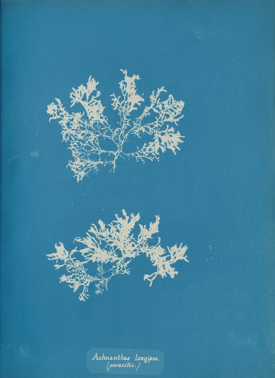 Achnanthes longipes. parazit., ca. 1853. od Anna Atkins
