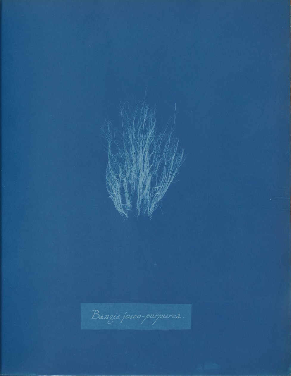 Bangia fusco-purpurea, ca. 1853. od Anna Atkins