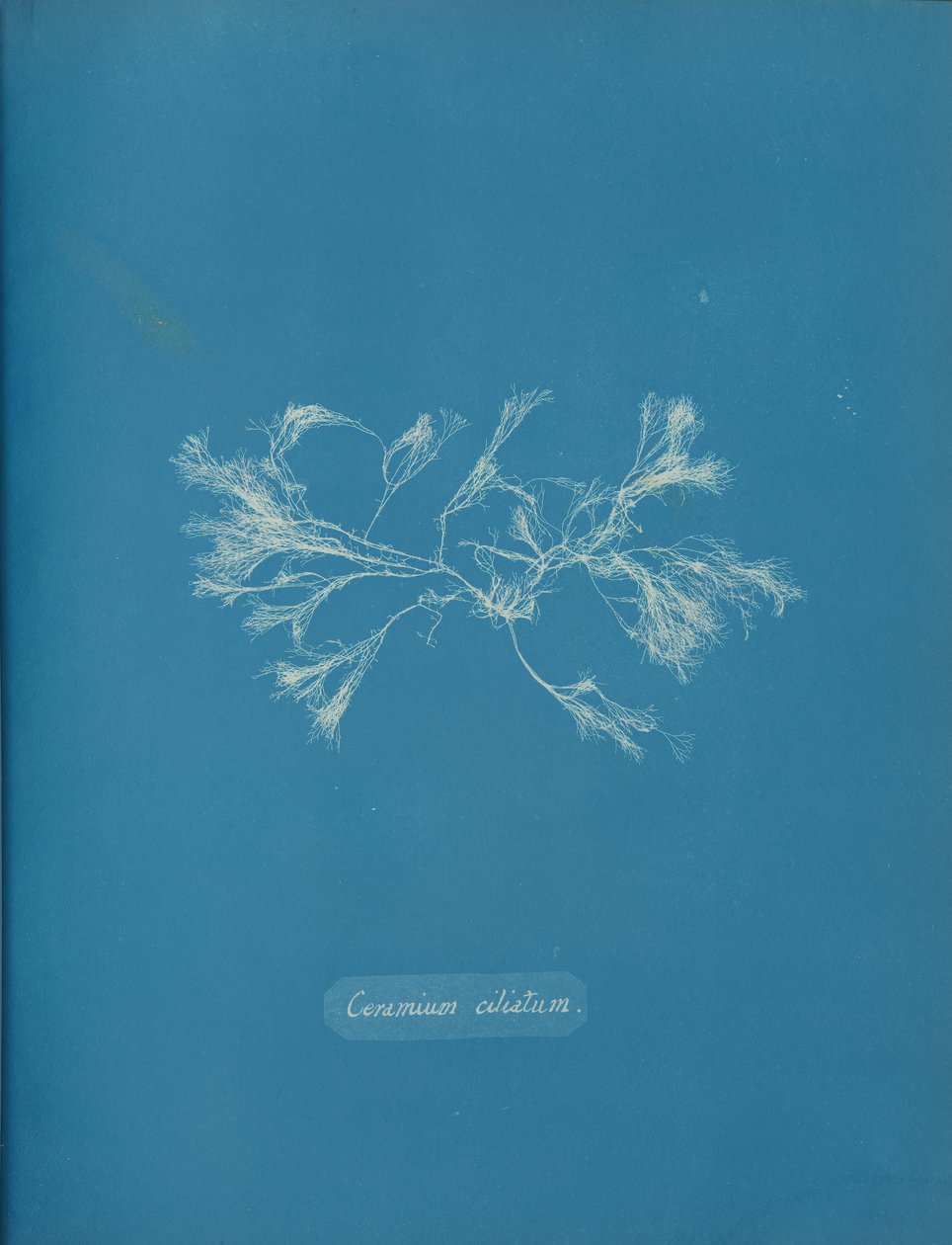 Ciliated keramika, ca. 1853 od Anna Atkins