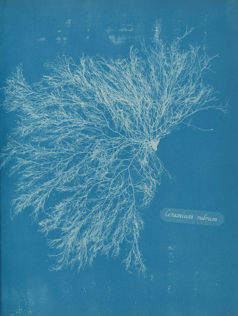 Červená keramika, cca. 1853 od Anna Atkins