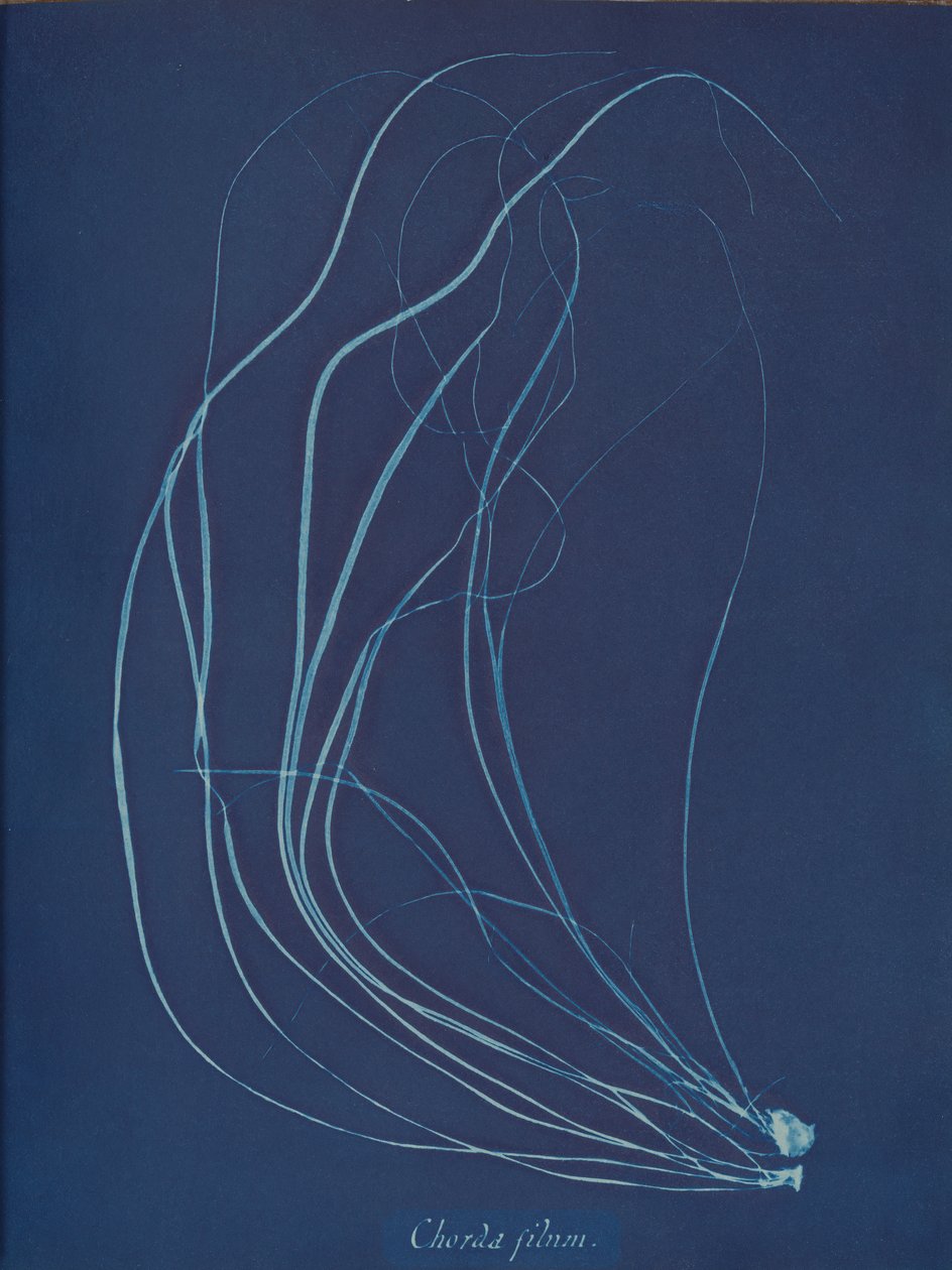 Drátěná šňůra, ca. 1853 od Anna Atkins