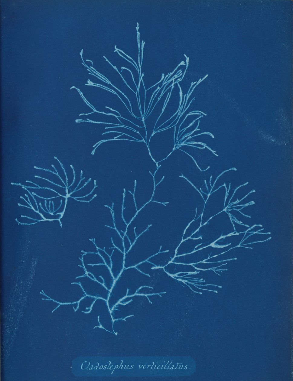 Cladostephus verticillatus, ca. 1853 od Anna Atkins