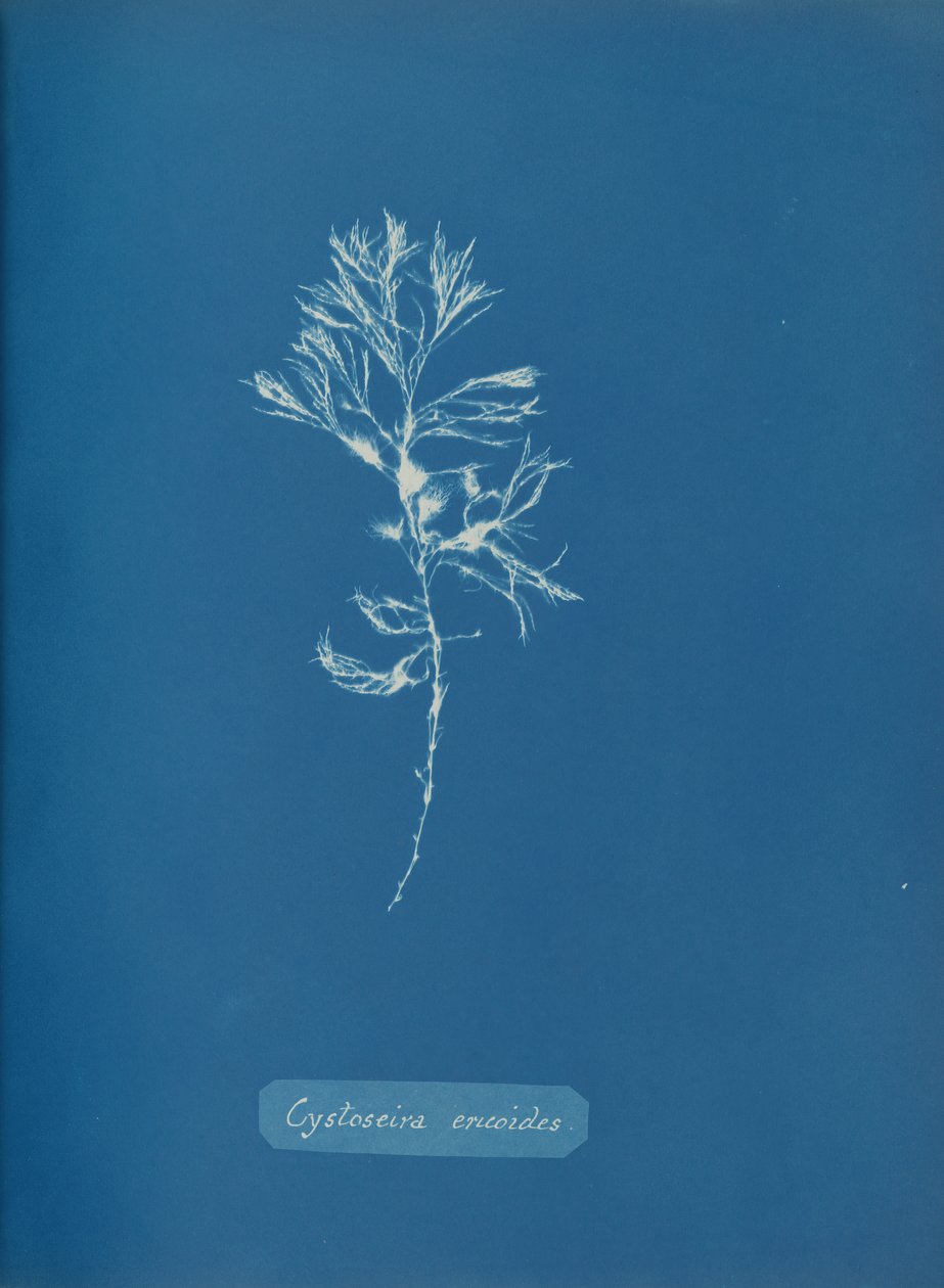 Cystoseira ericoides, ca. 1853. od Anna Atkins