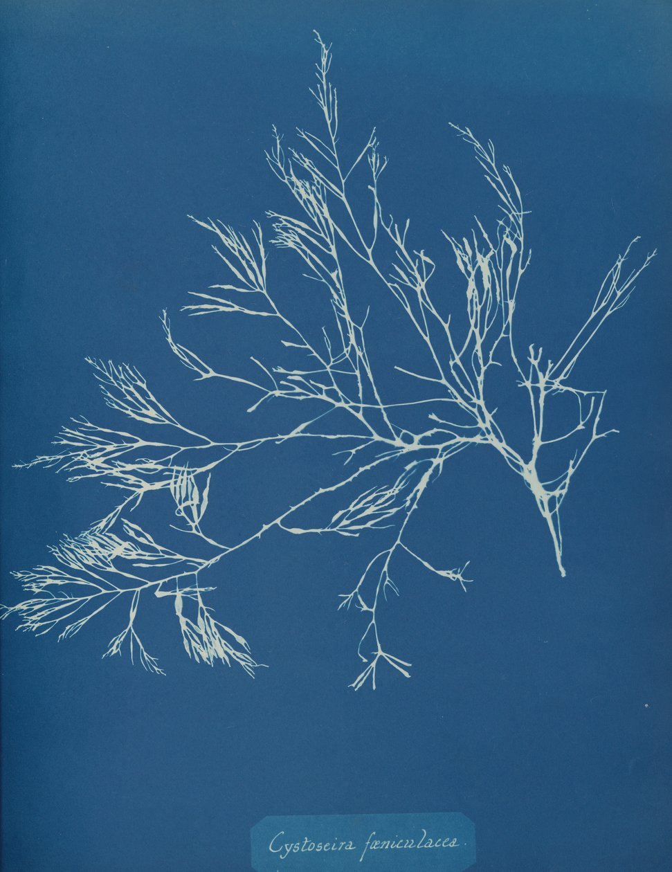 Cystoseira fæniculacea, ca. 1853. od Anna Atkins