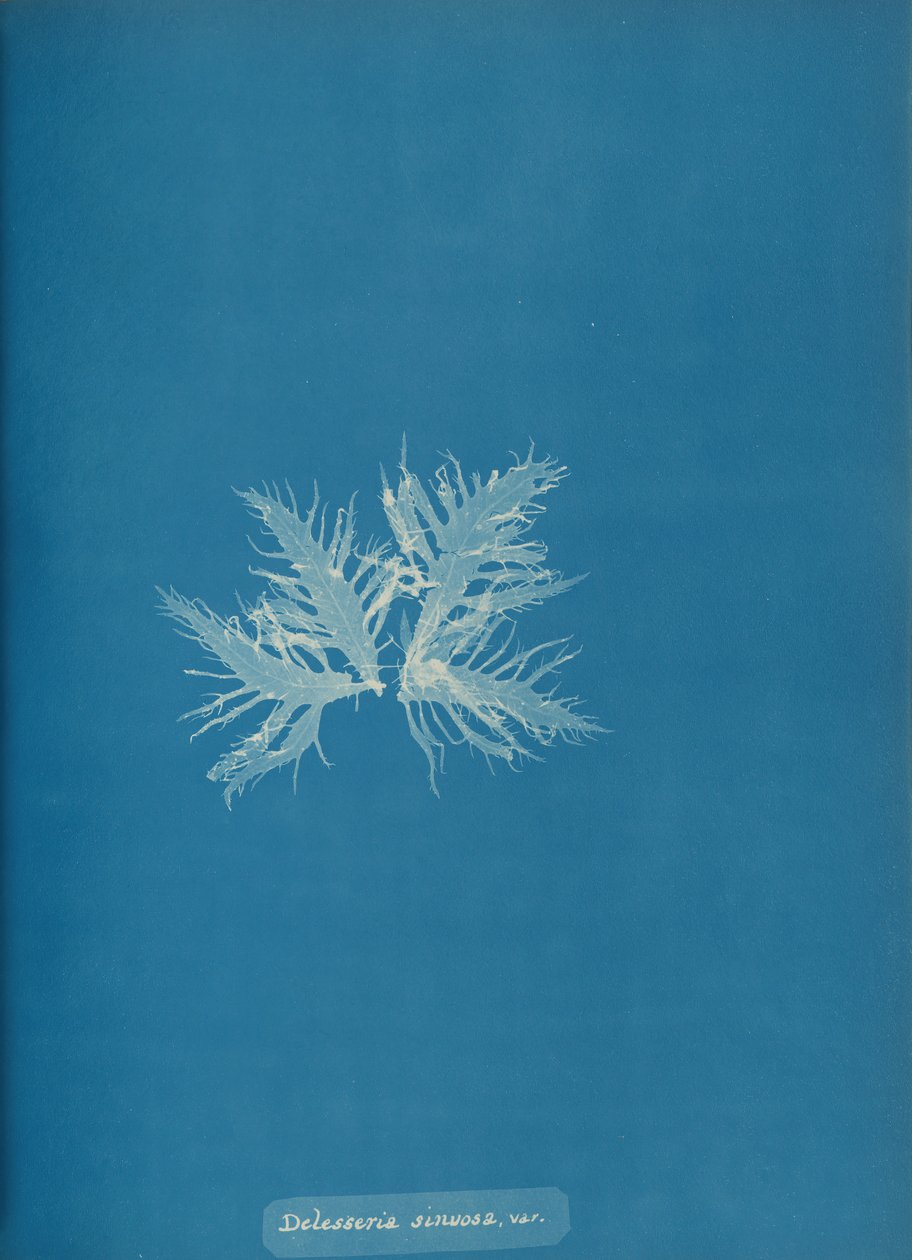 Delesseria sinvosa, var., ca. 1853. od Anna Atkins