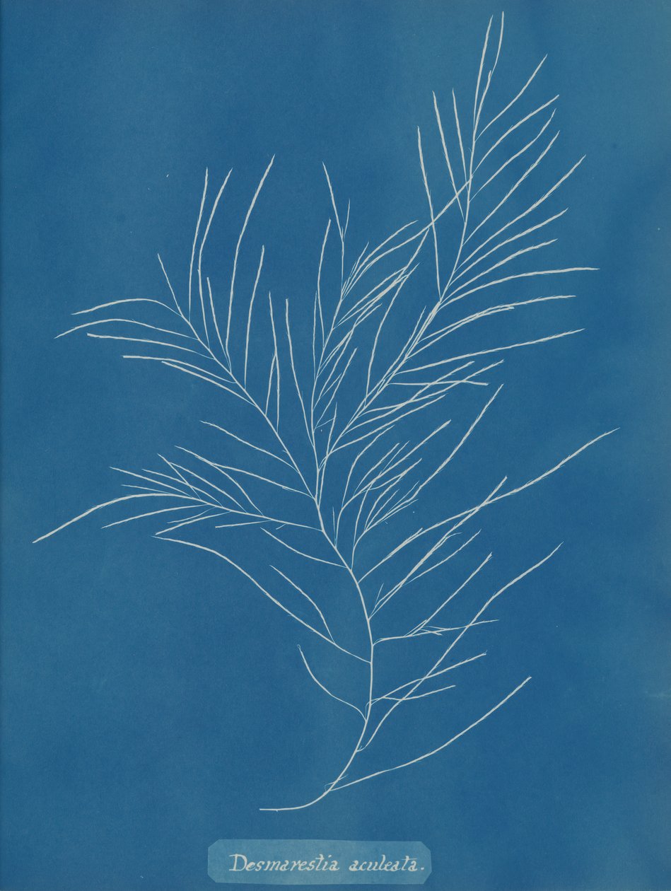 Desmarestia aculeata, ca. 1853. od Anna Atkins