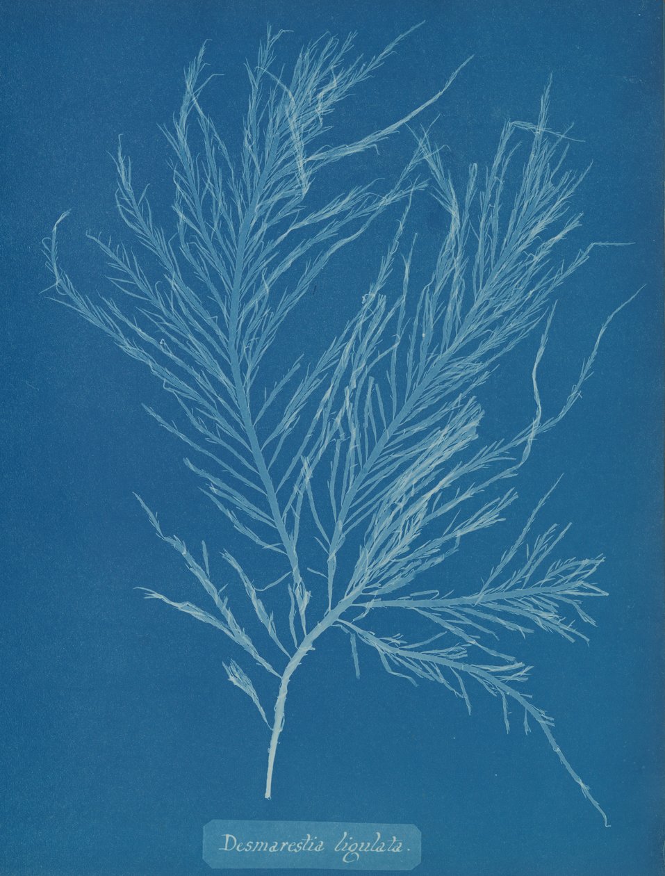 Desmarestia liqulata, ca. 1853. od Anna Atkins