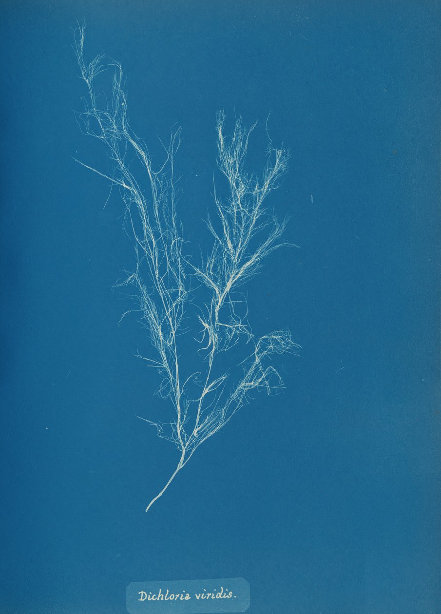 Dichloria viridis, ca. 1853. od Anna Atkins