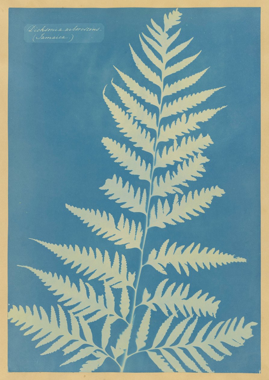 Dichsonia arborescens, Jamajka od Anna Atkins