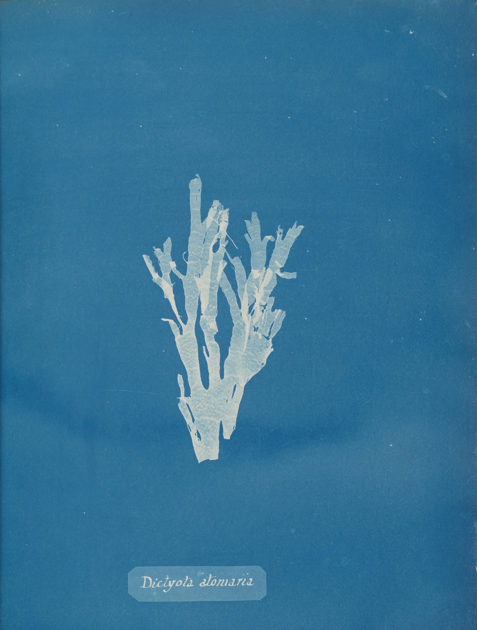 Dictyota atomaria, ca. 1853. od Anna Atkins