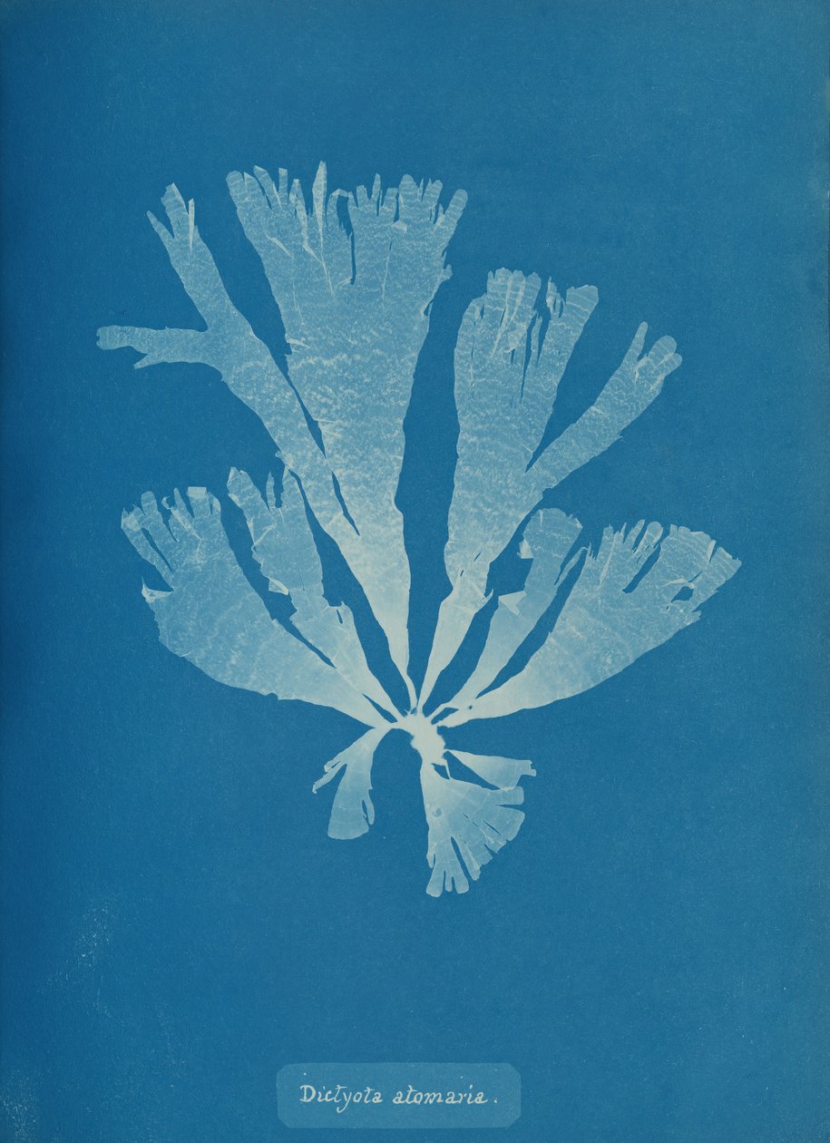 Dictyota atomaria, ca. 1853. od Anna Atkins
