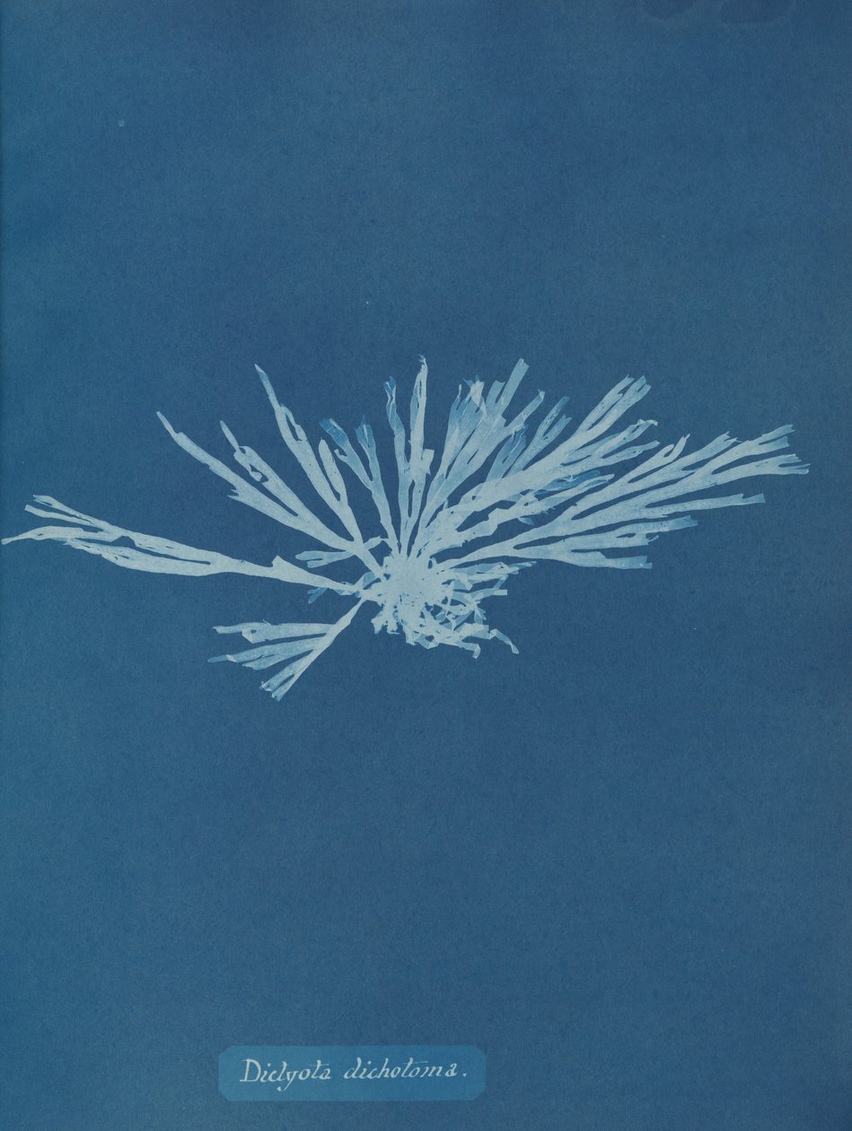 Dictyota dichotoma, ca. 1853. od Anna Atkins