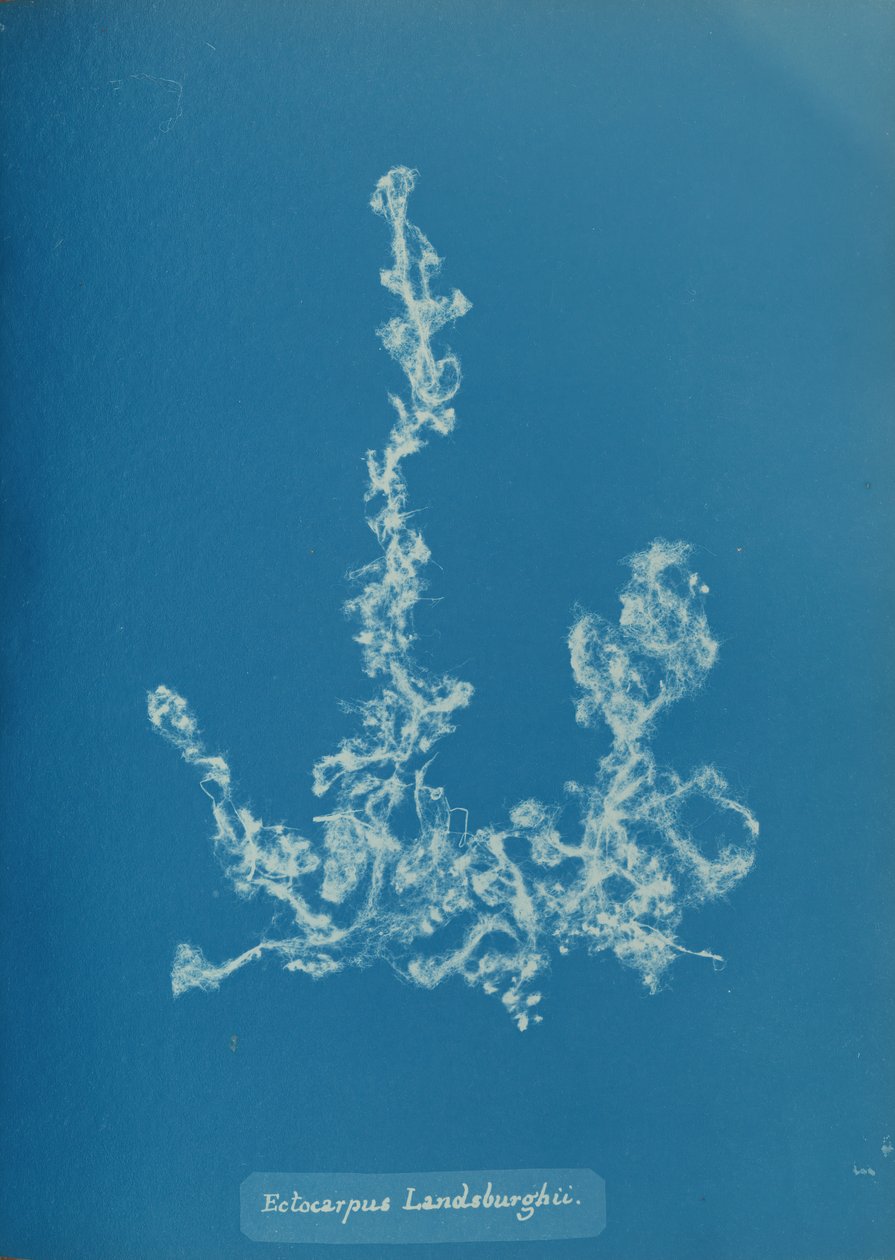 Ectocarpus Landsburghii, ca. 1853. od Anna Atkins
