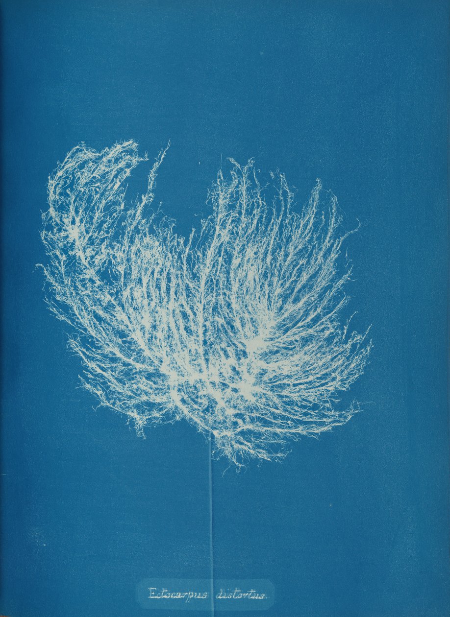 Ectocarpus remoteus, ca. 1853. od Anna Atkins