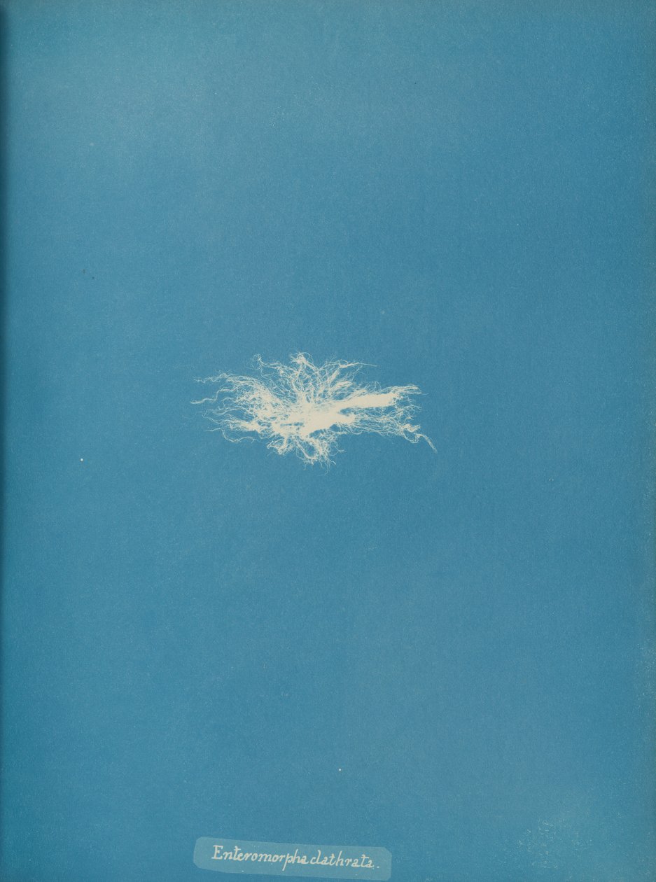 Enteromorpha clathrata, ca. 1853. od Anna Atkins