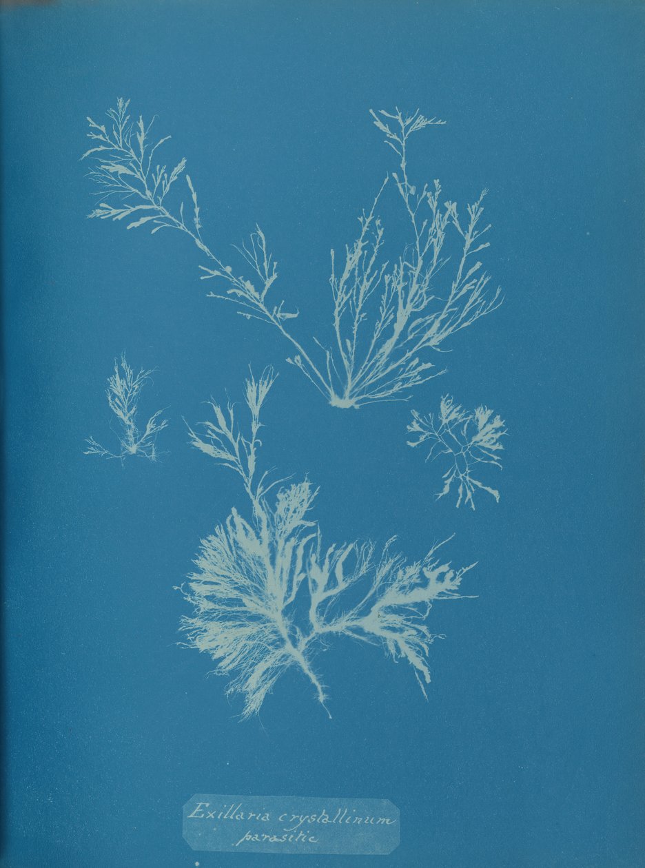 Exillaria crystallinum parazitická, ca. 1853. od Anna Atkins