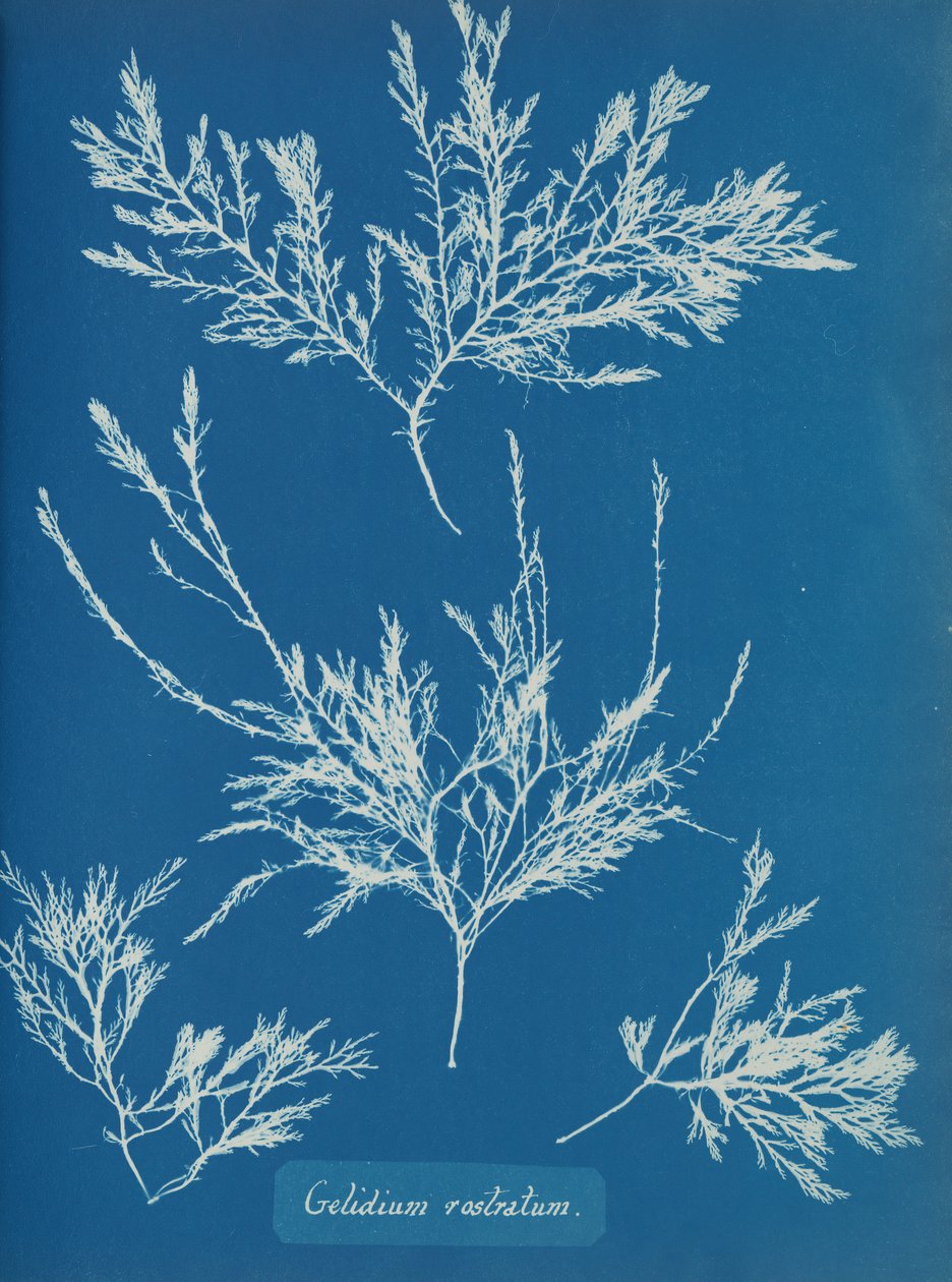 Gelidium rostratum, ca. 1853 od Anna Atkins
