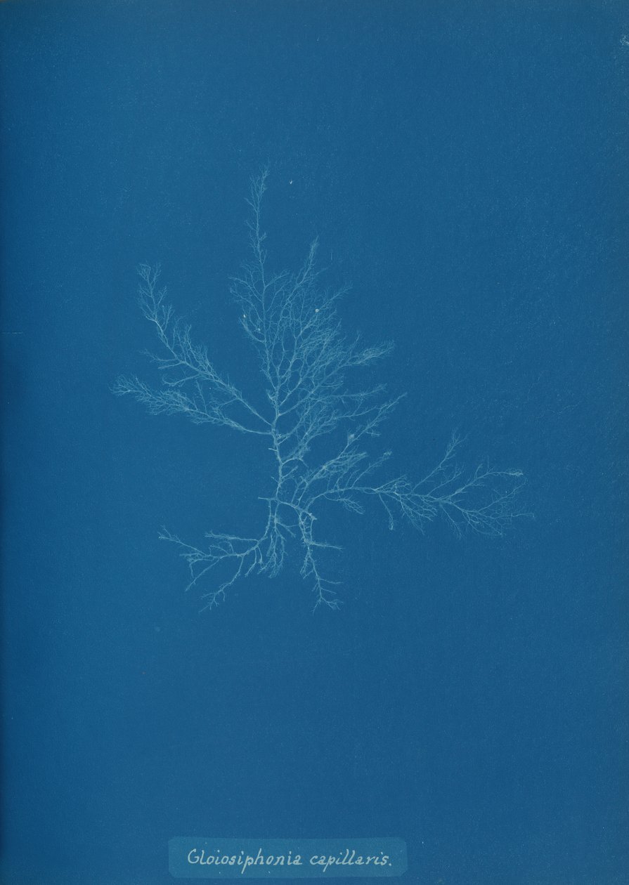 Gloisiphonia capillaris, ca. 1853. od Anna Atkins