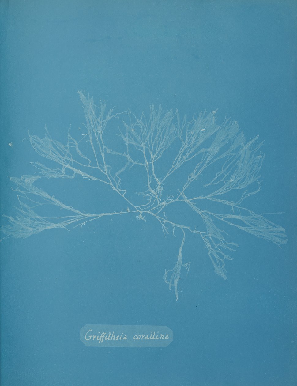 Coral Griffithsia, ca. 1853. od Anna Atkins