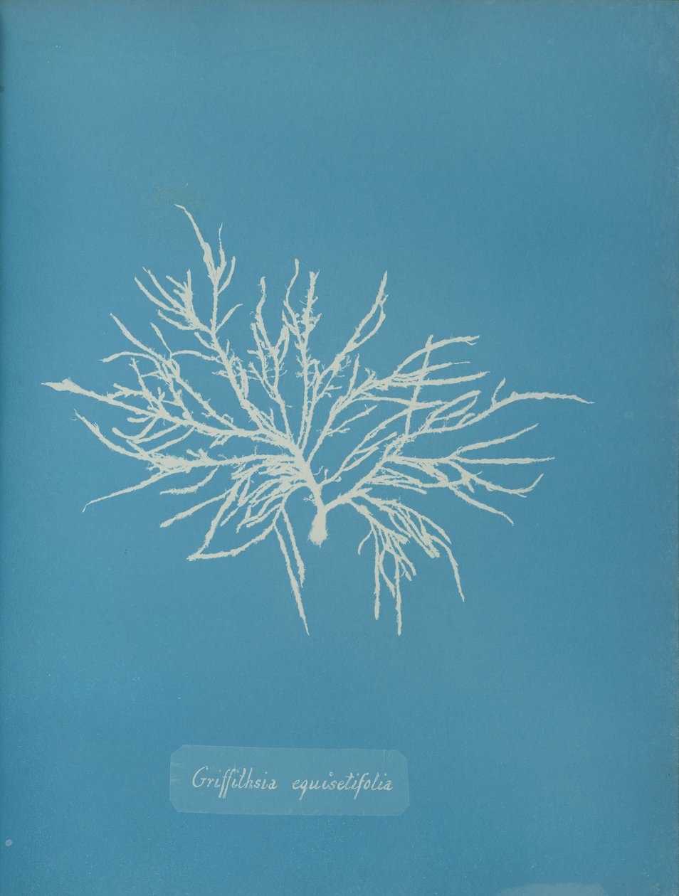 Griffithsia equisetifolia, ca. 1853. od Anna Atkins
