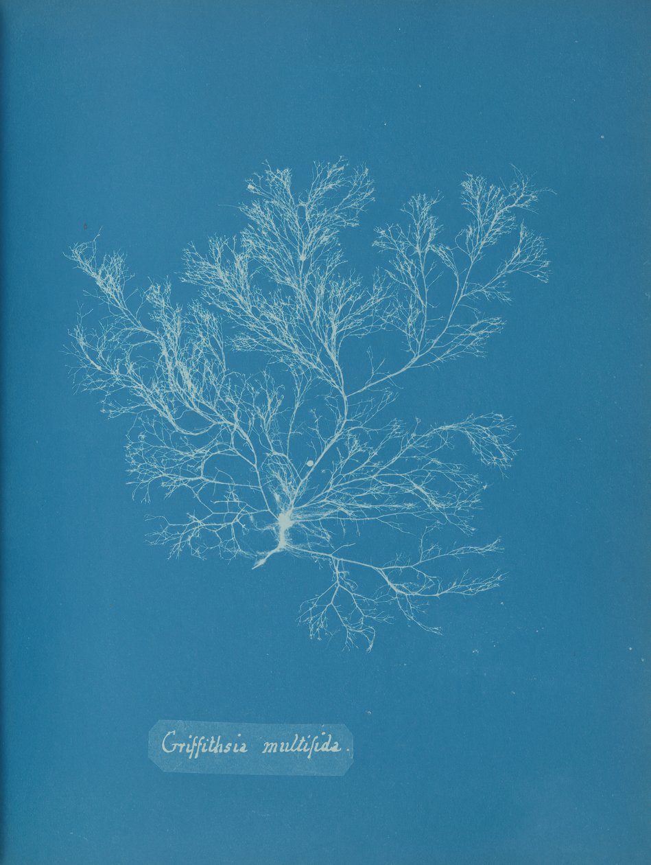 Griffithsia multifida, ca. 1853. od Anna Atkins