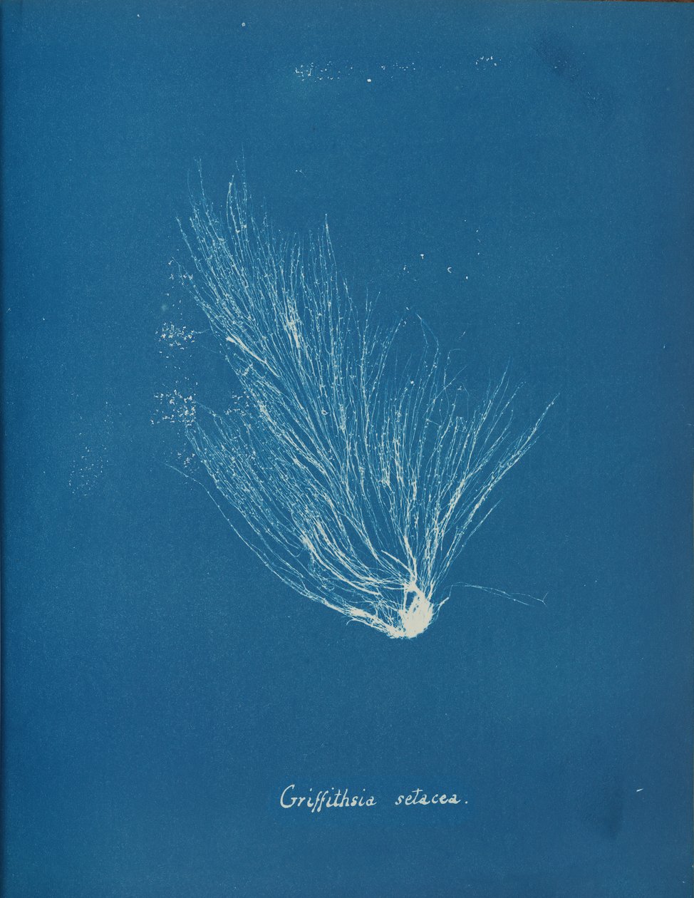 Griffithsia setacea, ca. 1853. od Anna Atkins