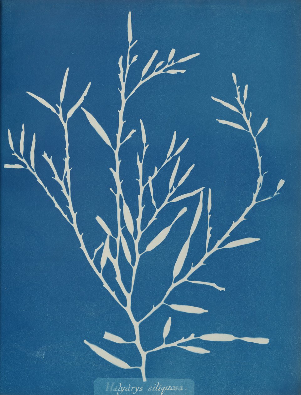 Halydrys siliquosa, ca. 1853 od Anna Atkins
