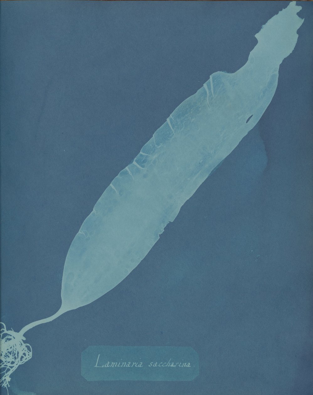 Laminaria saccharina, ca. 1853. od Anna Atkins