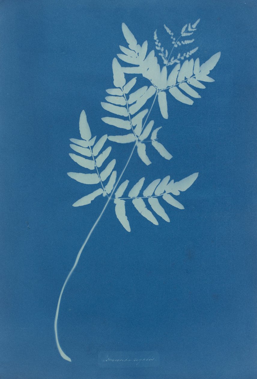 Osmund Rigalis (Austrálie) od Anna Atkins