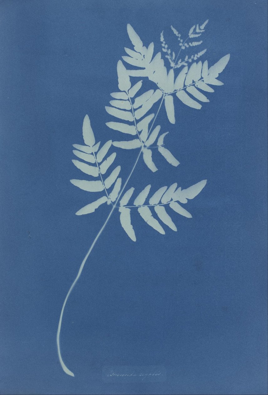 Osmunda Rigalis (Austrálie) od Anna Atkins