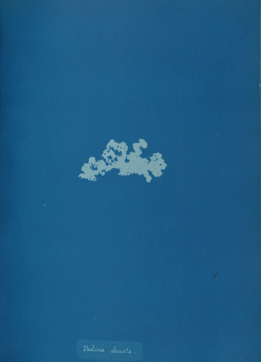Padina deusta, ca. 1853. od Anna Atkins