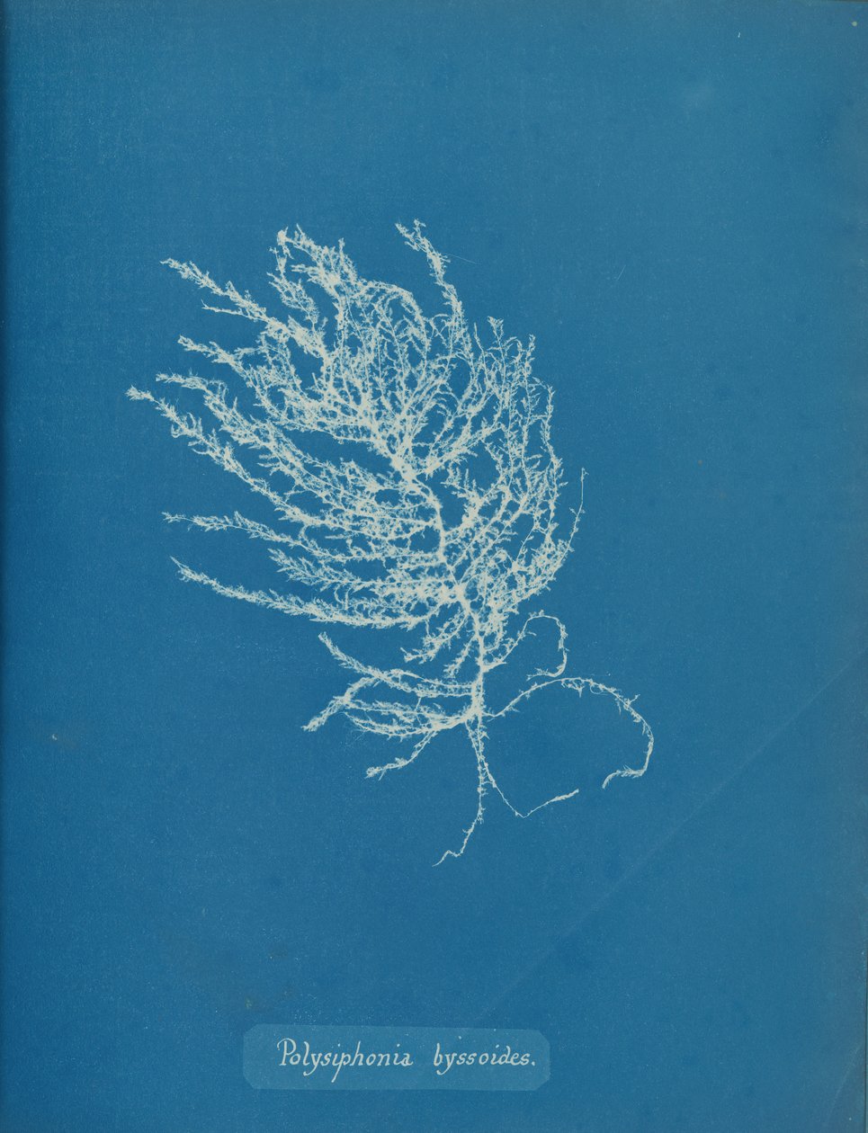 Polysiphonia byssoides, ca. 1853. od Anna Atkins