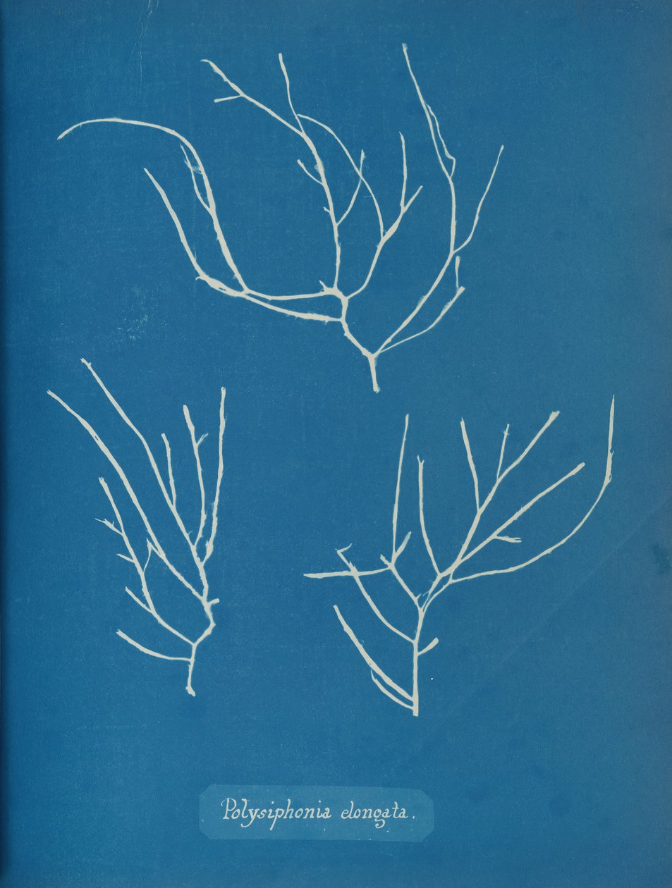 Polysiphonia elongata, ca. 1853 od Anna Atkins