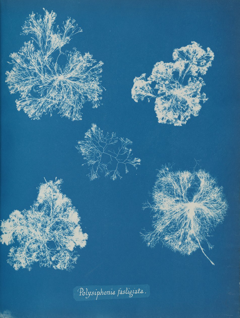 Polysiphonia fastigiata, cca. 1853. od Anna Atkins