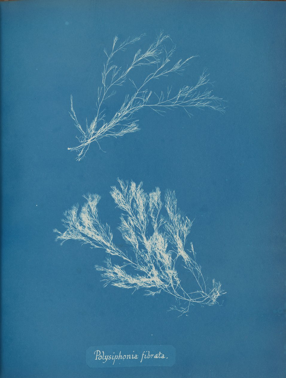 Polysiphonia fibrata, ca. 1853. od Anna Atkins