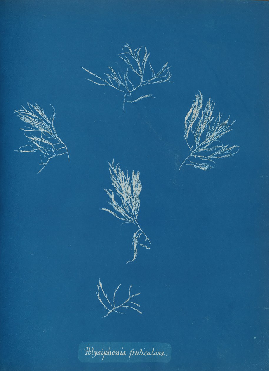 Polysiphonia fruticulosa, ca. 1853. od Anna Atkins