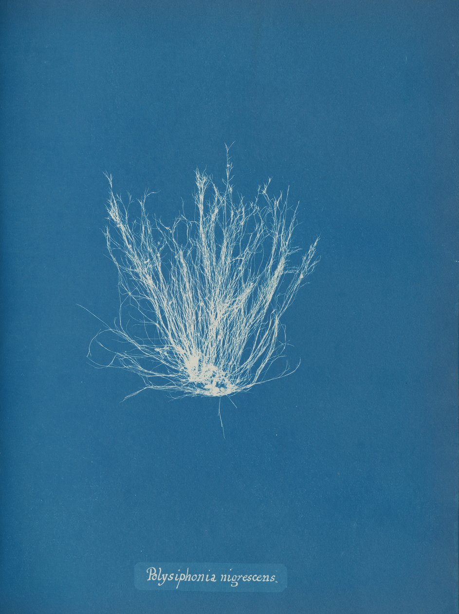 Polysiphonia nigrescens, ca. 1853 od Anna Atkins