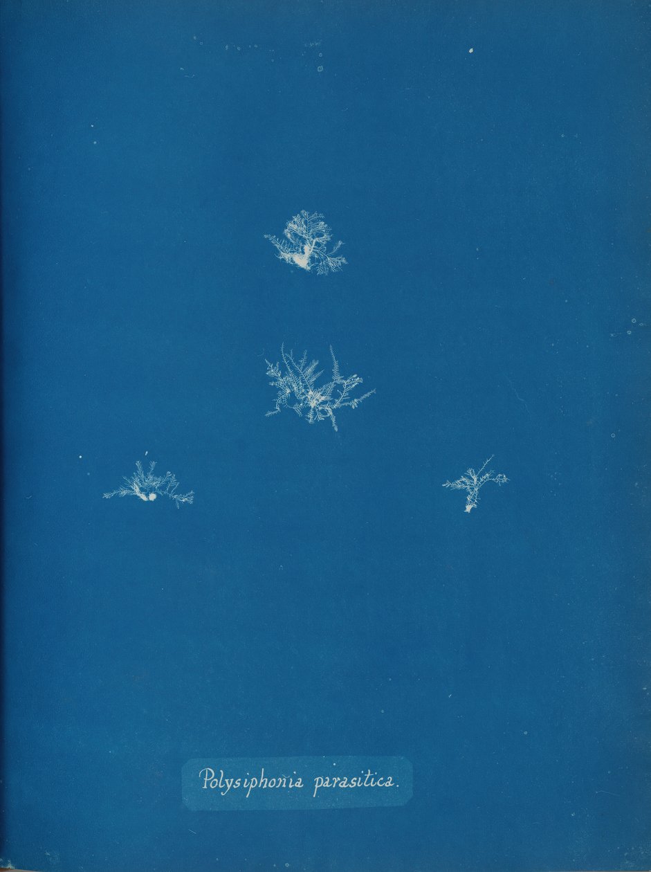 Polysiphonia parasitica, ca. 1853. od Anna Atkins