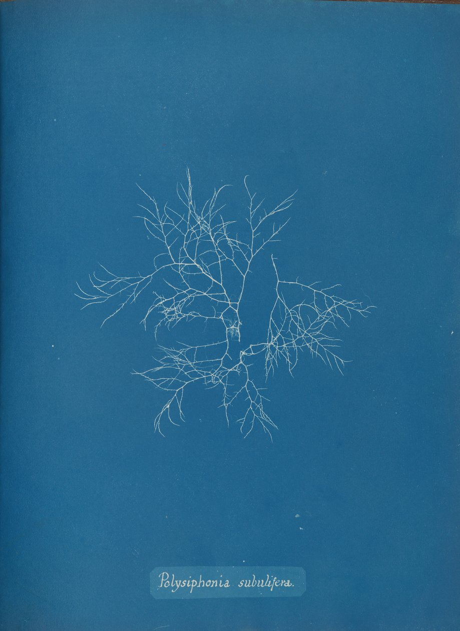 Polysiphonia subulifera, ca. 1853. od Anna Atkins