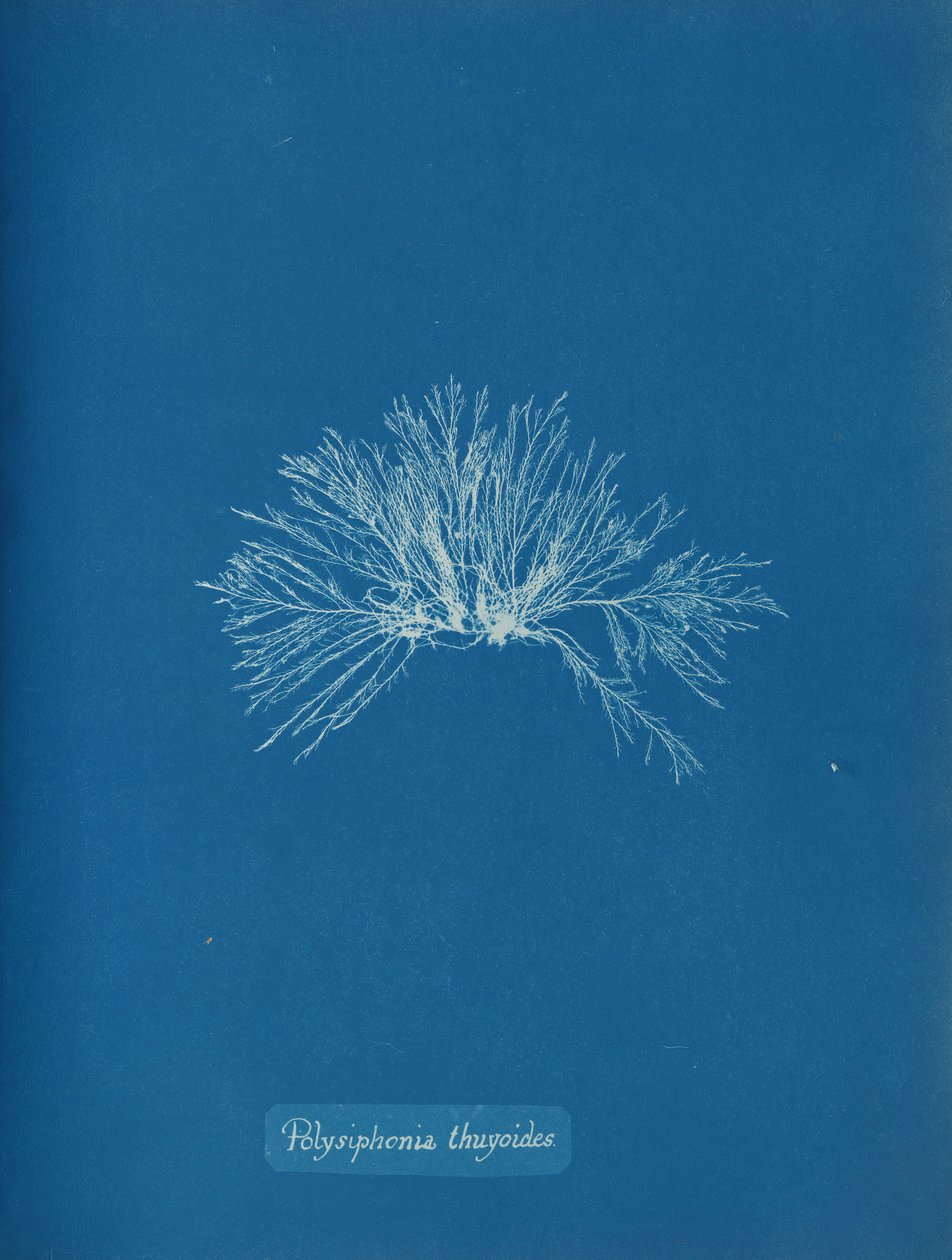 Polysiphonia thuyoides, ca. 1853. od Anna Atkins