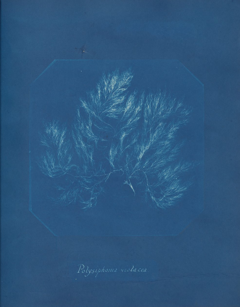 Polysiphonia violacea, ca. 1853. od Anna Atkins