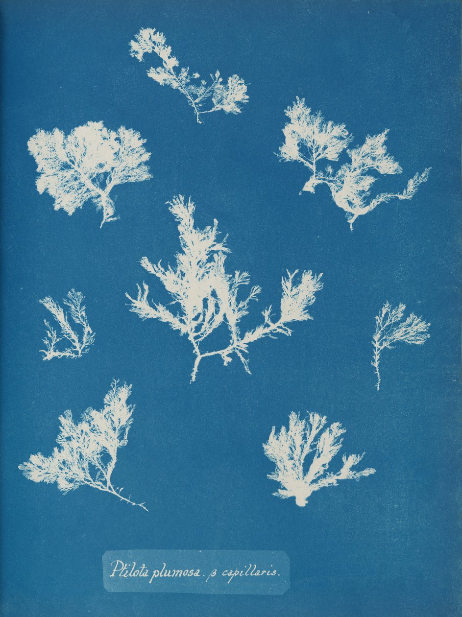 Ptilota plumosa. ß kapiláry, cca. 1853. od Anna Atkins