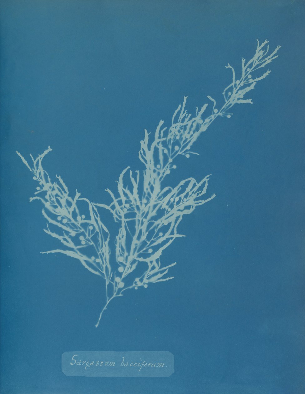 Sargassum bacciferum, ca. 1853. od Anna Atkins