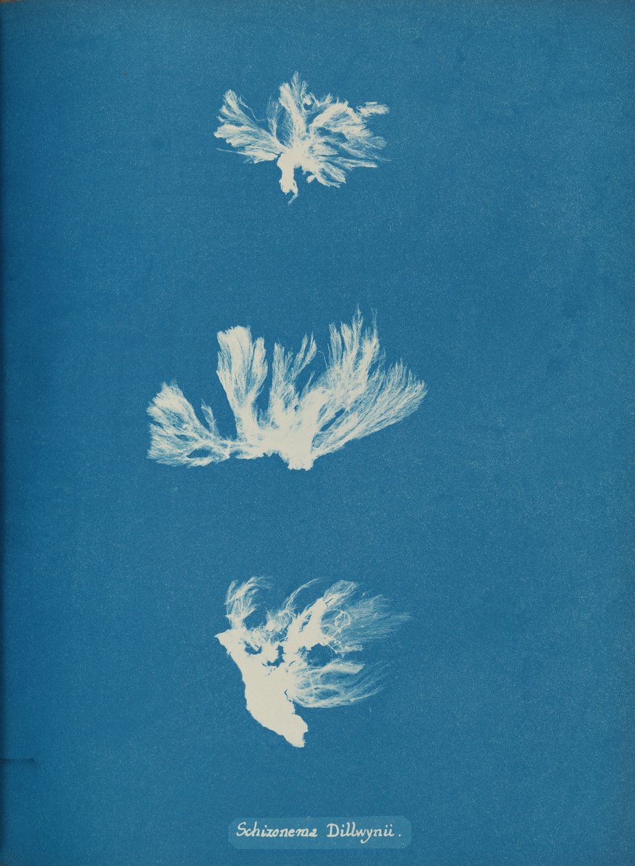Schizonema Dillwynii, ca. 1853. od Anna Atkins