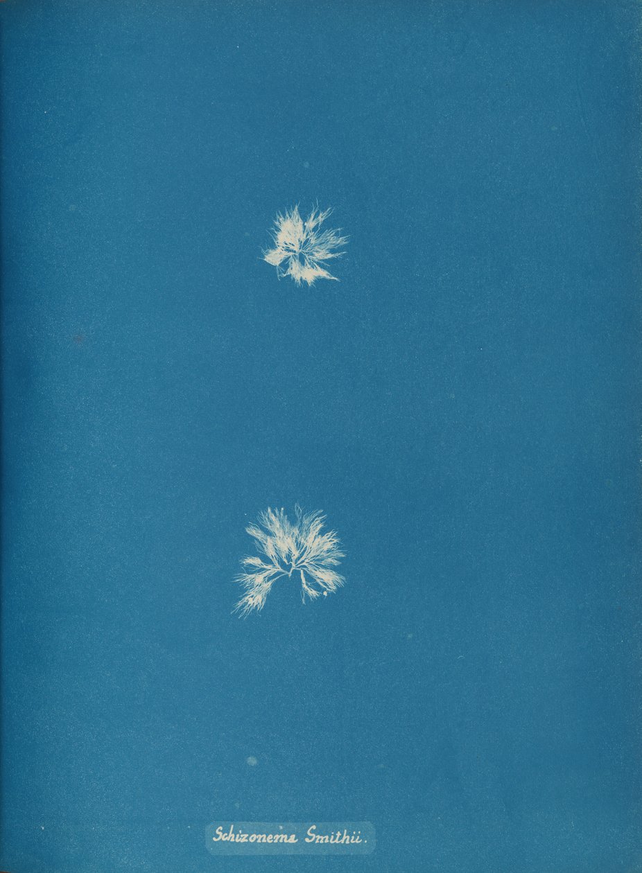 Schizonema Smithii, ca. 1853. od Anna Atkins